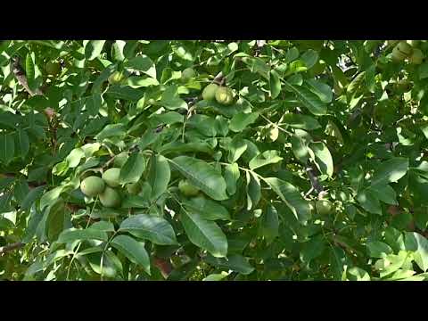 Видео: Извор 10 – орехов сорт подходящ за страни със студена зима | Izvor 10 – walnut cultivar