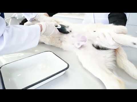 Видео: Ертілеуова М.С. - Үй жануарларын клиникалық диагностикалау әдістері