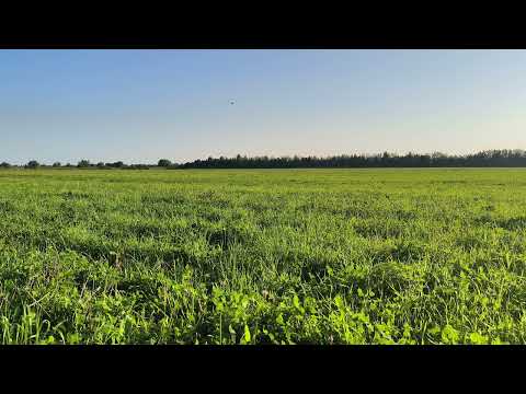 Видео: Поле. Вечер. ч.8. Июль 2025