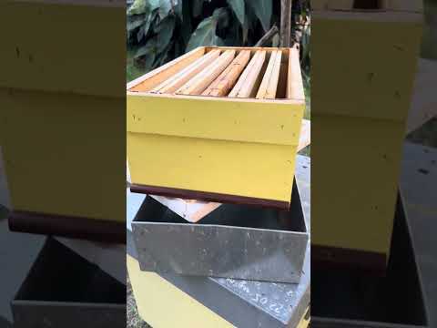 Видео: Пчеловодство в Италии