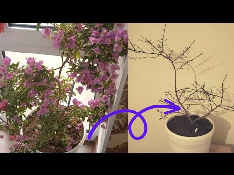 Видео: Бугенвиллея эмне учун жалбырагын таштайт???🙆Видеону аягына чейин коробуз 💁.