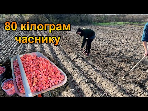 Видео: Посадка озимого часнику ЛЮБАША на зиму. Бізнес на часнику?