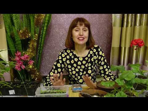 Видео: Выращивание герани из семян. Посев пеларгонии