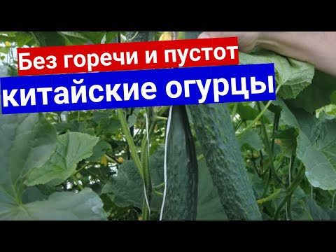Видео: Огурцы, которые никогда не горчат и не бывает пустот - китайские, длинноплодные.