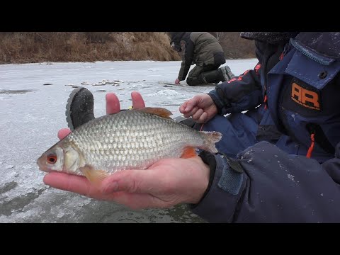 Видео: Первый лёд. Ловля окуня и плотвы на безмотылку на малой реке.12 ноября 2021.