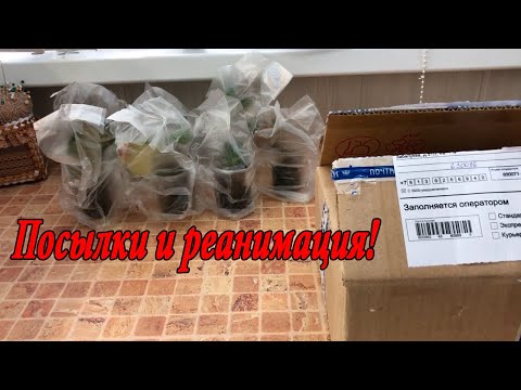 Видео: Посылки и реанимация!