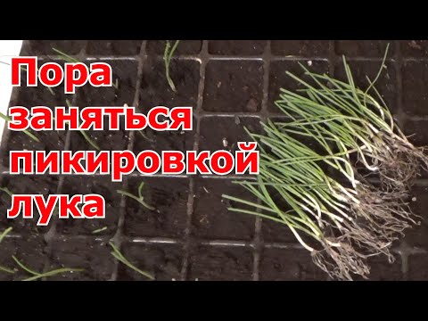 Видео: Пикировка рассады лука. Репчатый лук из семян (чернушки) за одно лето.