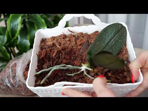 Видео: На одной орхидее МНОГОМУ научиться. Вырастить, посадить.