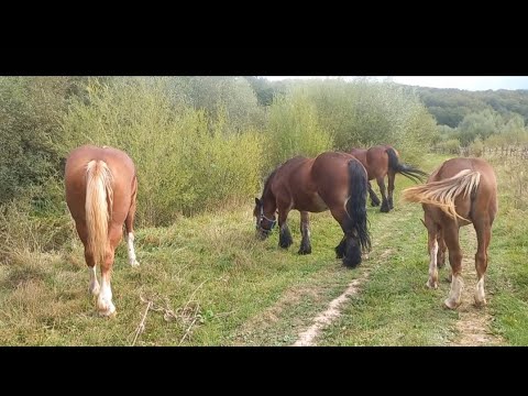 Видео: Коні на випасу 🎥💣🔥Обхід коней👍👌💪🐴🤗