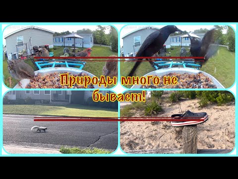Видео: VLOG #13. Награда от Трампа. Бросили все и уехали. С ним лучше не встречаться. Разборки с дракой.