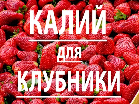 Видео: Калий для клубники.