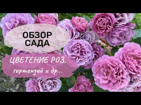 Видео: Сад в конце июля: цветение роз, гортензий и однолетних растений! #розы #гортензии #крупнолистная