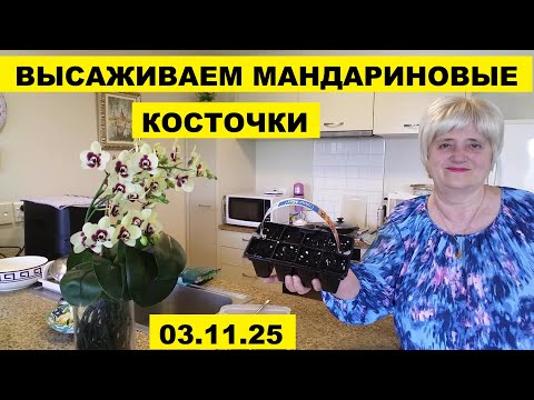 Видео: ВЫСАЖИВАЕМ МАНДАРИНОВЫЕ КОСТОЧКИ..КАК Я ВЫРАЩИВАЛА ЛИМОН В 80-е