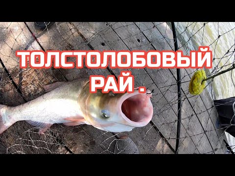 Видео: ТОЛСТОЛОБОВЫЙ РАЙ .Рыбалка на 2 чеке ,5 причал,с Маяки