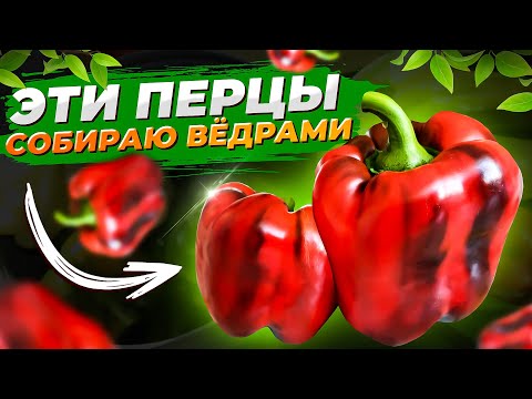 Видео: САМЫЕ ВКУСНЫЕ сорта СЛАДКОГО ПЕРЦА, бонусом - шикарная урожайность