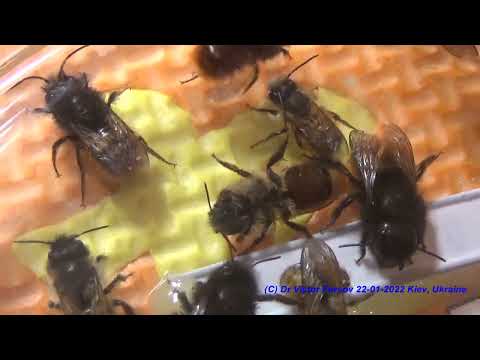 Видео: Как Разводить Диких Пчел Осмий? Пчелы Осмии Osmia rufa, Osmia cornuta (Megachilidae). Entomology UA.