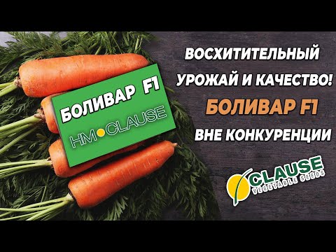 Видео: Морковь Боливар F1 - восхитительный урожай и качество!