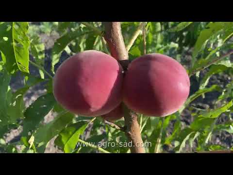 Видео: Персик Харроу Даймонд (Harrow Diamond) на Кубани 2024