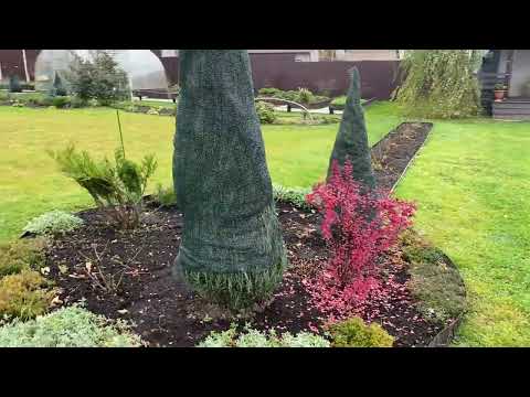 Видео: В деревню на дачу. Осень на даче. Не время отдыхать, есть еще работа#26октябрz2025#дача#деревня#сад