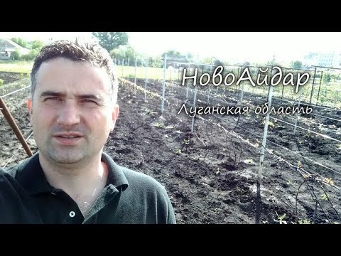 Видео: Виноградник на 11-05-2019 Видео отчет Раскрытие и подвязка виноградных кустов