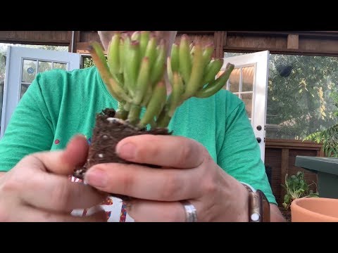 Видео: Пересадка суккулентов для начинающих — пересадка суккулентов 101