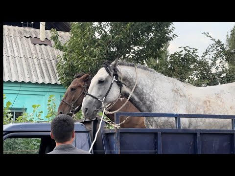 Видео: Оскон Акенин 2 Аттын жуктоп апардык