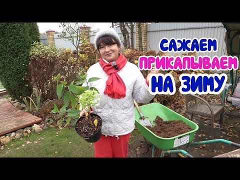 Видео: Когда купил весной и до осени не посадил! Как сохранить до весны? Черенкование фикуса и пеларгония.