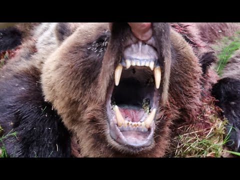 Видео: ОХОТА С ЛАЙКАМИ МЕДВЕДЬ КИНУЛСЯ НА МЕНЯ