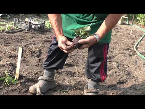 Видео: Осенняя посадка клубники в стаканчиках - приживаемость 100%!