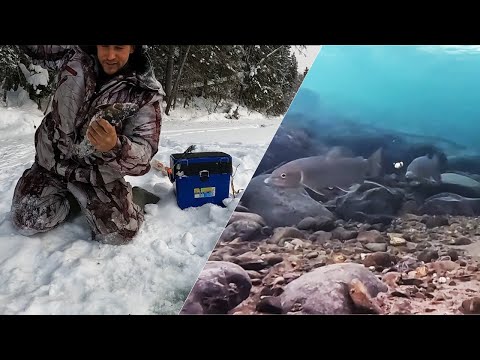 Видео: ГОРНАЯ РЫБАЛКА. Поклевка и поведение ленка под водой в феврале. Ловля ленка зимой.