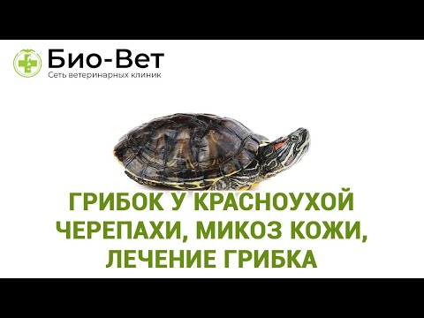 Видео: Грибок у Черепах // Лечение грибка и микоз у черепах // Сеть Ветклиник Био-Вет