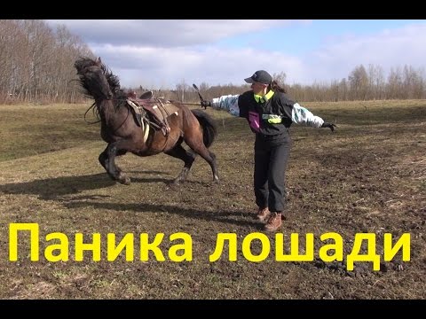 Видео: Лошадь в панике. Как успокоить.