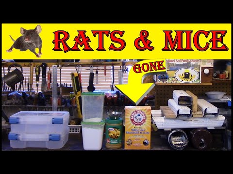 Видео: Лучшая нетоксичная формула для удаления мышей и крыс