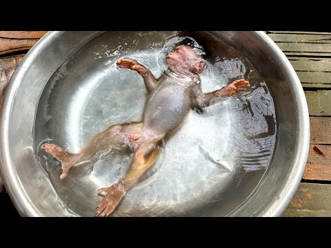 Видео: Что не так с обезьянкой Хаки!!!
