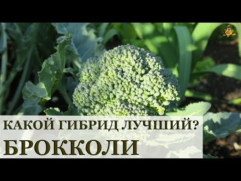 Видео: Выбираем брокколи * Какой гибрид лучше Грин Меджик, Батавия, Фиеста или Маратон?