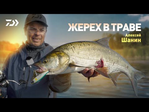 Видео: Жерех в траве x Алексей Шанин