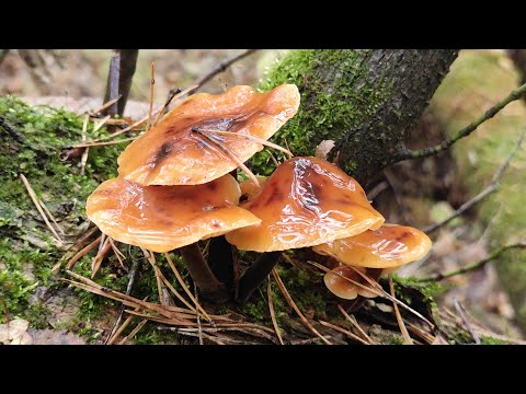 Видео: Сезон грибных чудес 2025  закрыт!