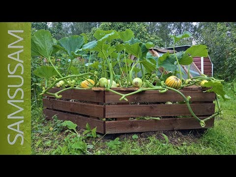 Видео: Грядка для тыквы 🎃