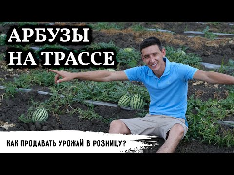 Видео: Арбузы на трассе // Инженер-сибиряк и его 70 гектар на Юге