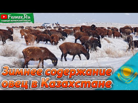 Видео: Эдильбаевские овцы. Зима, холод, снег и никаких навесов. Невероятная адаптивность казахских овец