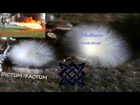 Видео: Как уничтожить белую плесень!!! Эффективный и единственный способ борьбы с белым грибком!!!