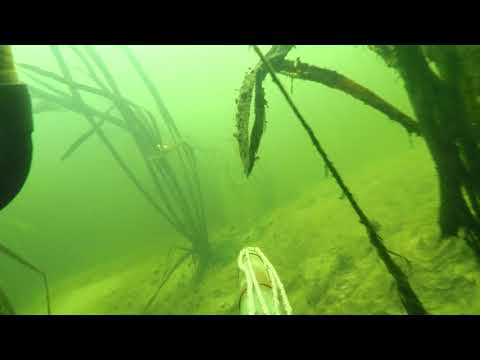 Видео: Подводная охота на Ворскле.