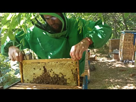 Видео: Пчелы мало носят меда. Почему пчелы ограничили матку. Карника заливает гнездо