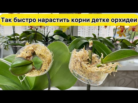 Видео: У детки орхидеи нет корней НАРАСТИТЬ КОРНИ детке орхидеи на цветоносе