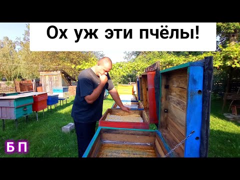 Видео: Несколько проблем на пасеке начинающего пчеловода.
