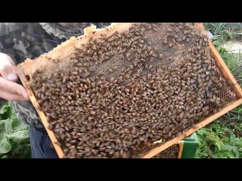 Видео: БОЛЬШАЯ СЕМЬЯ бакфаст.на 22 сентября . Что внутри , когда собирать в зиму.