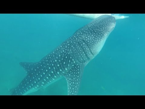 Видео: Купание с акулами. Что еще делать в г. Ослоб? Филиппины