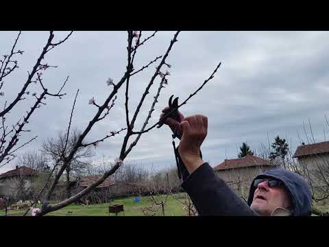 Видео: Резитба кайсия за Просветляване и плододаване.