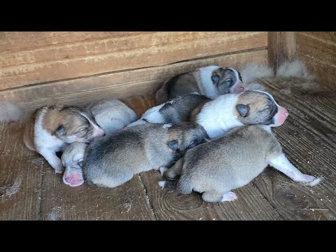 Видео: Осталось семь щенков 