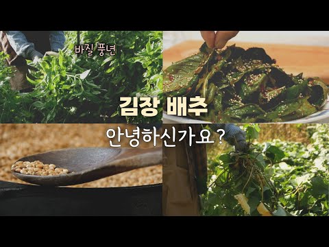 Видео: Приготовление2 видов кимчи из огородных овощей|кимчи из базилика*кимчи из стеблей сладкого картофеля